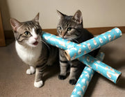 Keeping Pets Active Daily